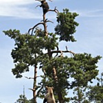 Bjørn der er klatret til toppen af et træ